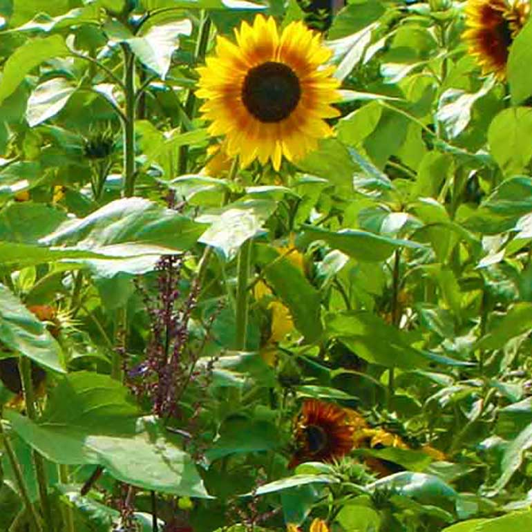 Sun flowers