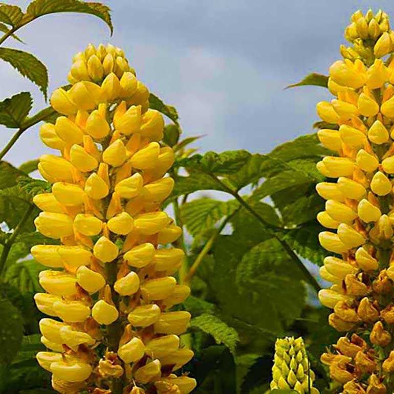 Flowers Yellow