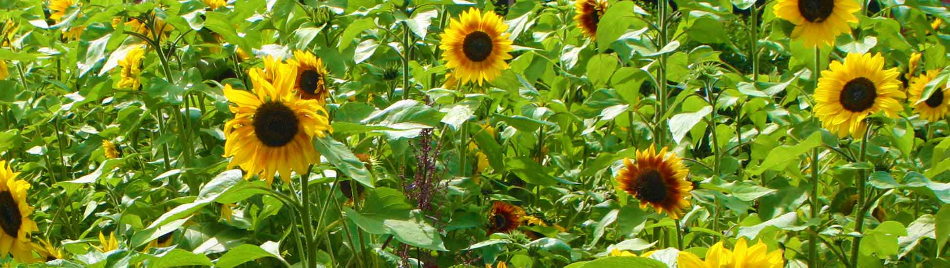 Sun flowers