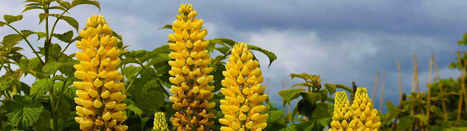 Flowers Yellow